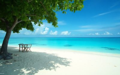 Do Your Customers See the Ocean, or the Tree?